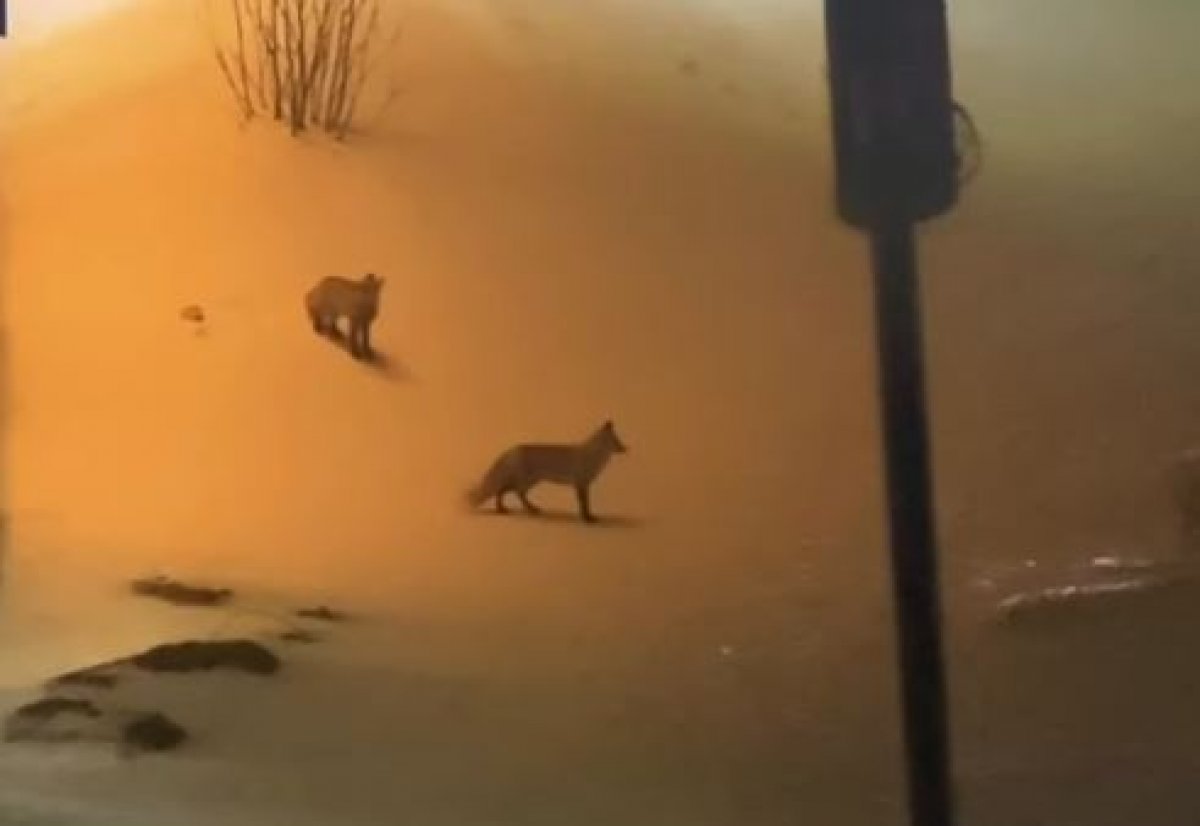 Лисята пробежали во двор к астанчанину (ВИДЕО)