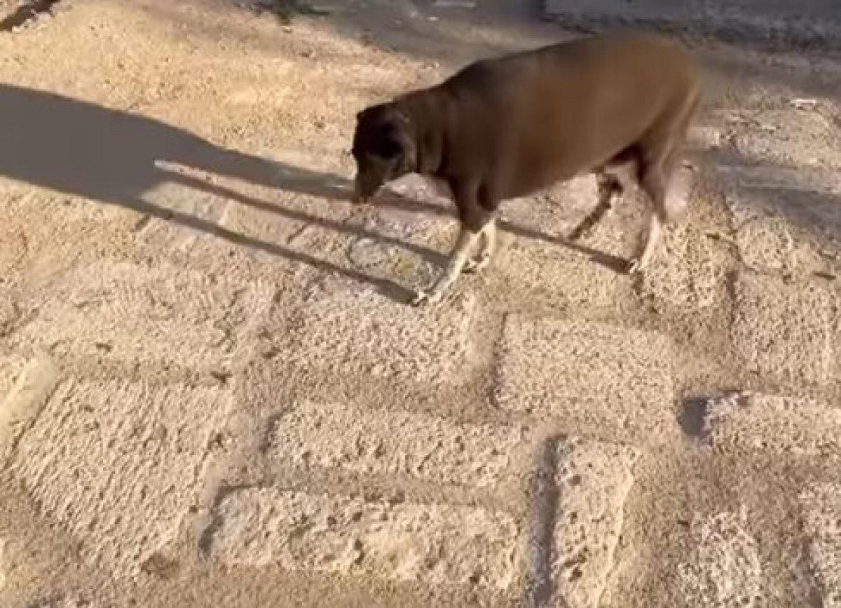 "Уже не тазы, а казы": откормленная собака взорвала соцсети (ВИДЕО)