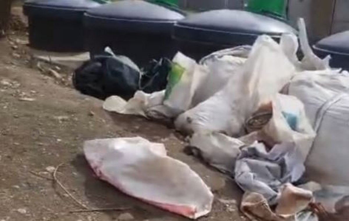 Обезображенные животные найдены на свалке в Алматы