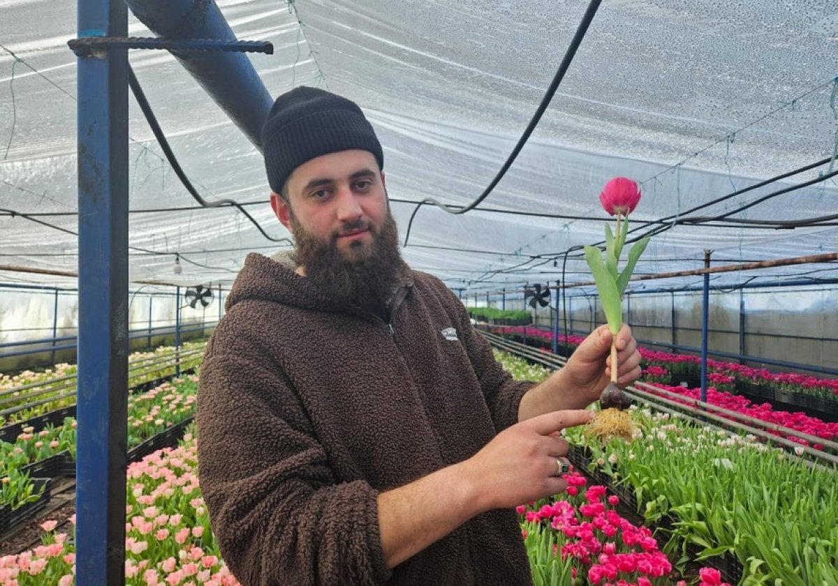 Азербайджанские тюльпаны Петерфельда