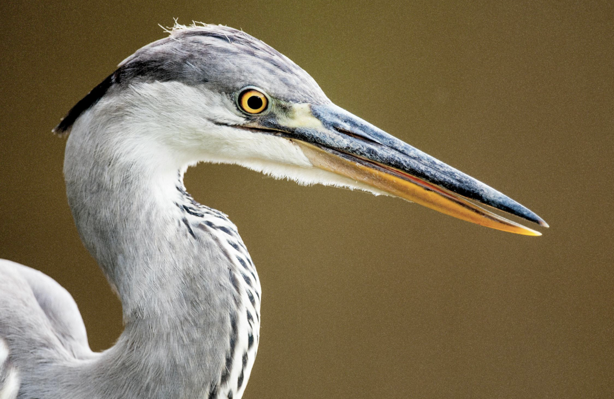 Фотоловушки запечатлели редких пернатых обитателей в Чарынском национальном парке (ВИДЕО)