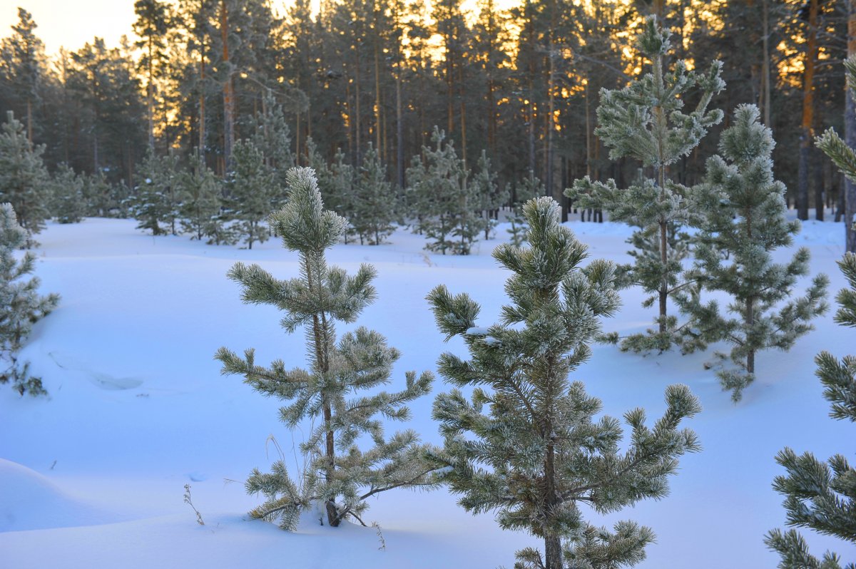 Инвестор для леса