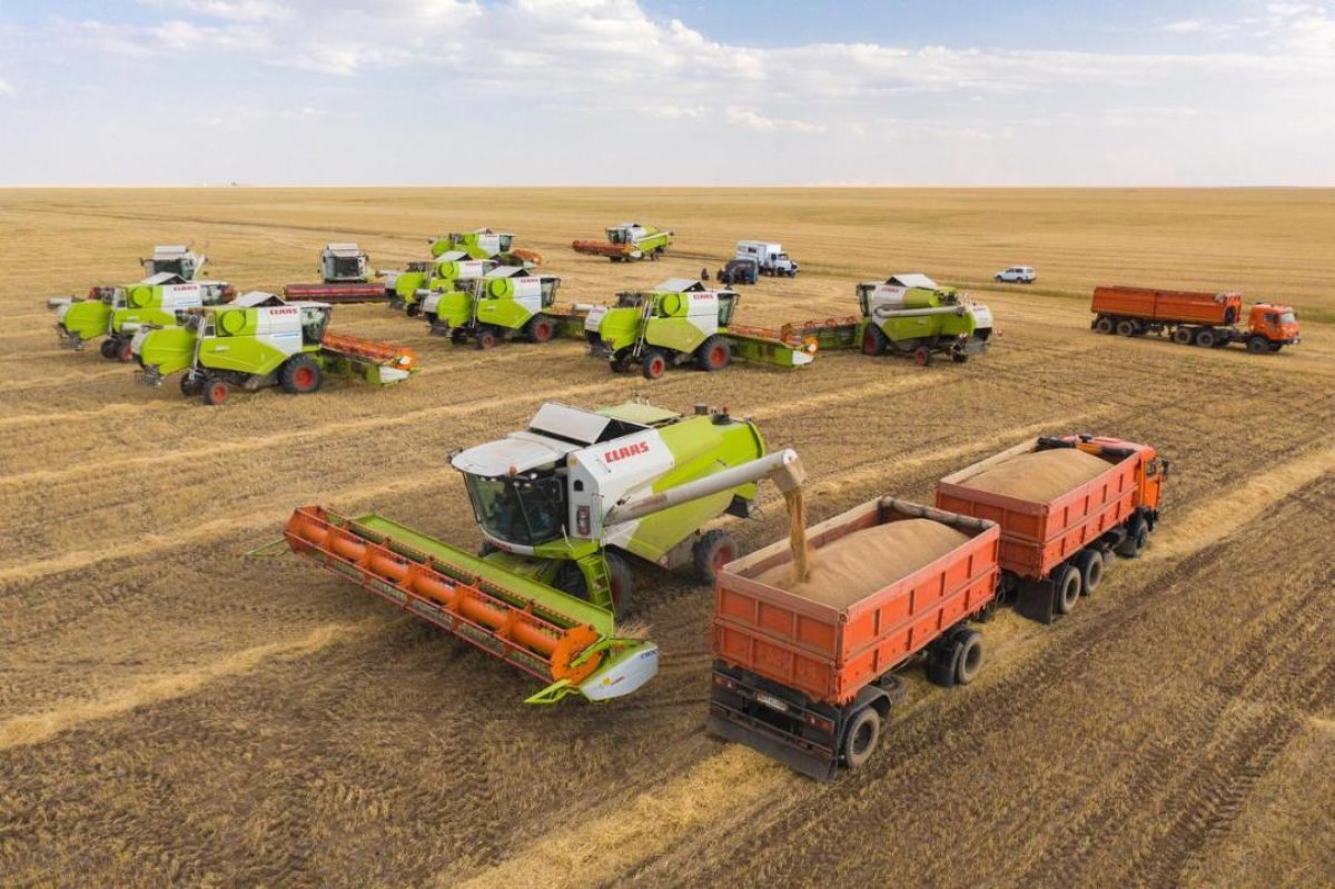 Казахстан резко нарастил экспорт зерна и муки