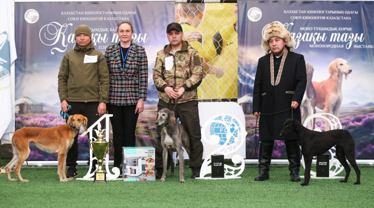 Выставка собак породы тазы прошла в Алматы