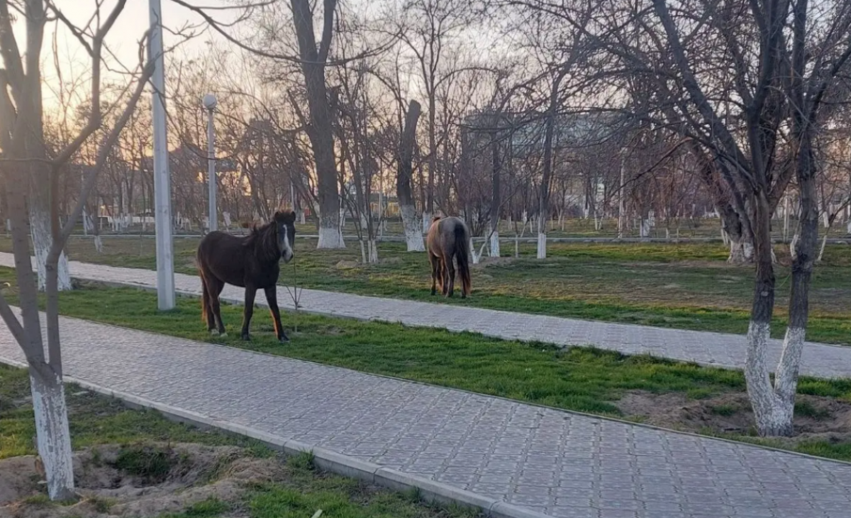 Лошади свободно разгуливали в нескольких микрорайонах Актау