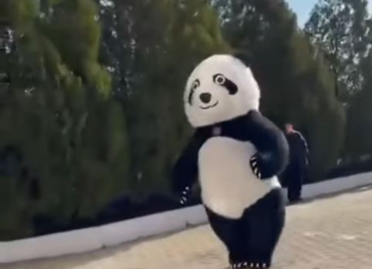 "Кунг-фу Панду" заметили на одном из участков в Туркестанской области (ВИДЕО)
