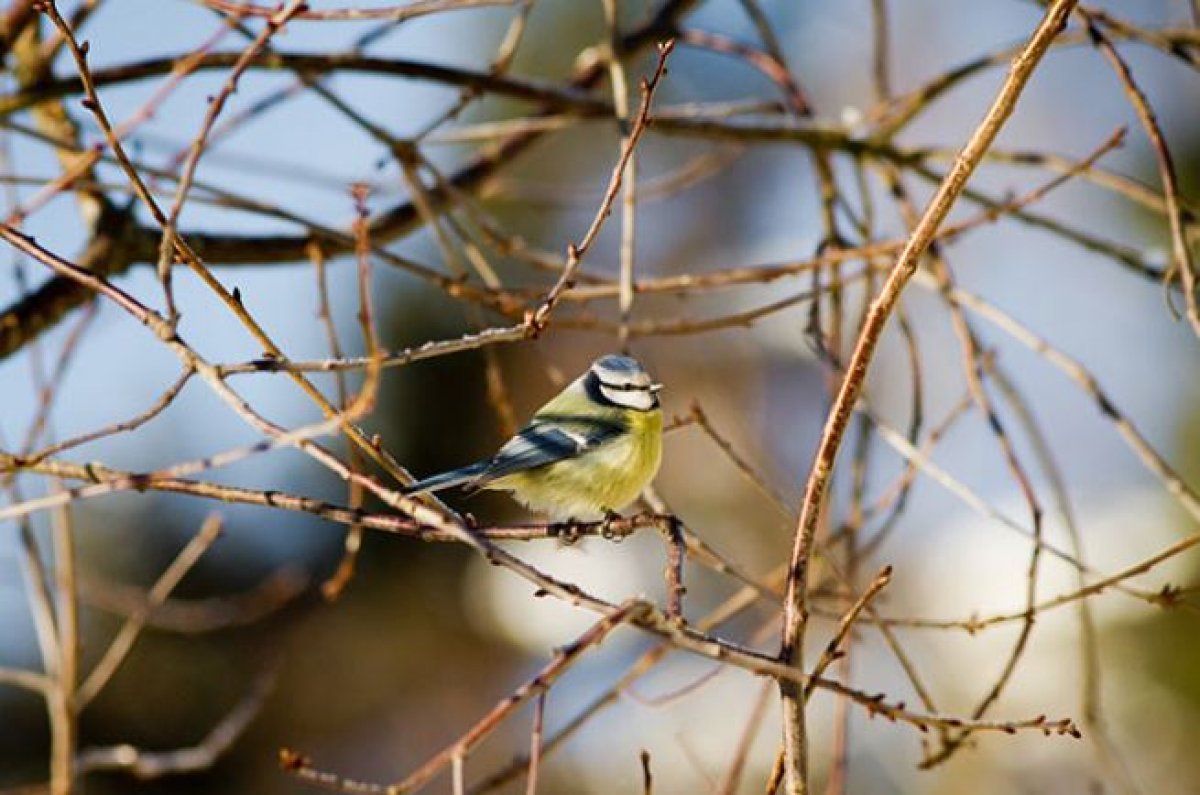 Погода порадует алматинцев весенним теплом и солнцем