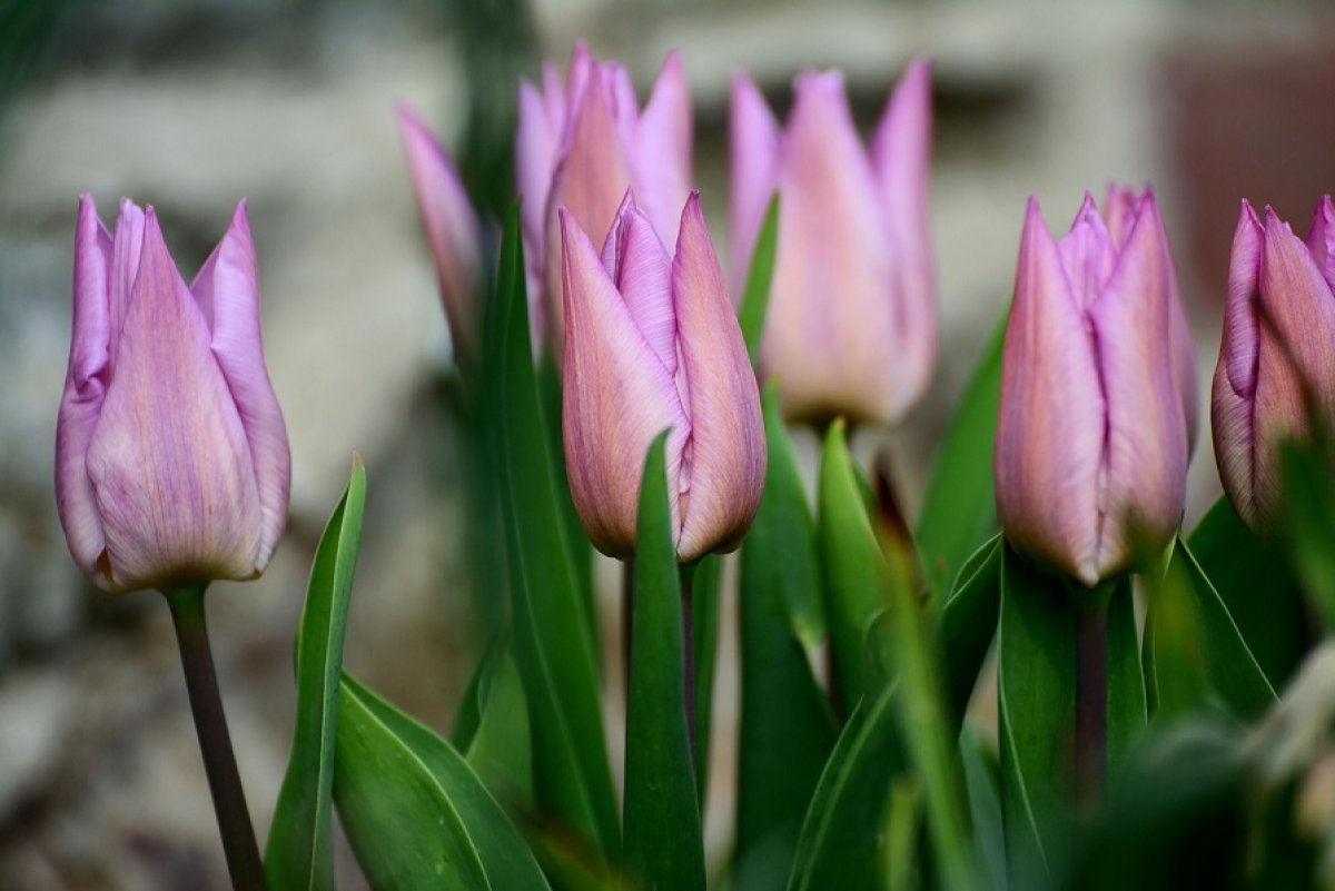 До +17 градусов потеплеет в Шымкенте