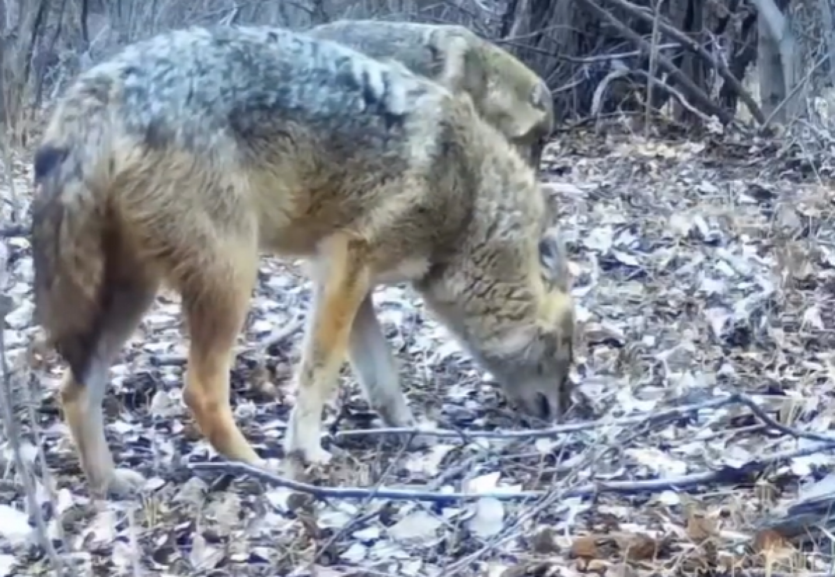 Чарынский парк зафиксировал шакала на фотоловушку (ВИДЕО)