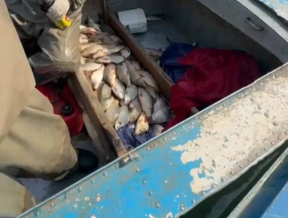 Браконьеров со 130 кг рыбы задержали в Туркестанской области (ВИДЕО)