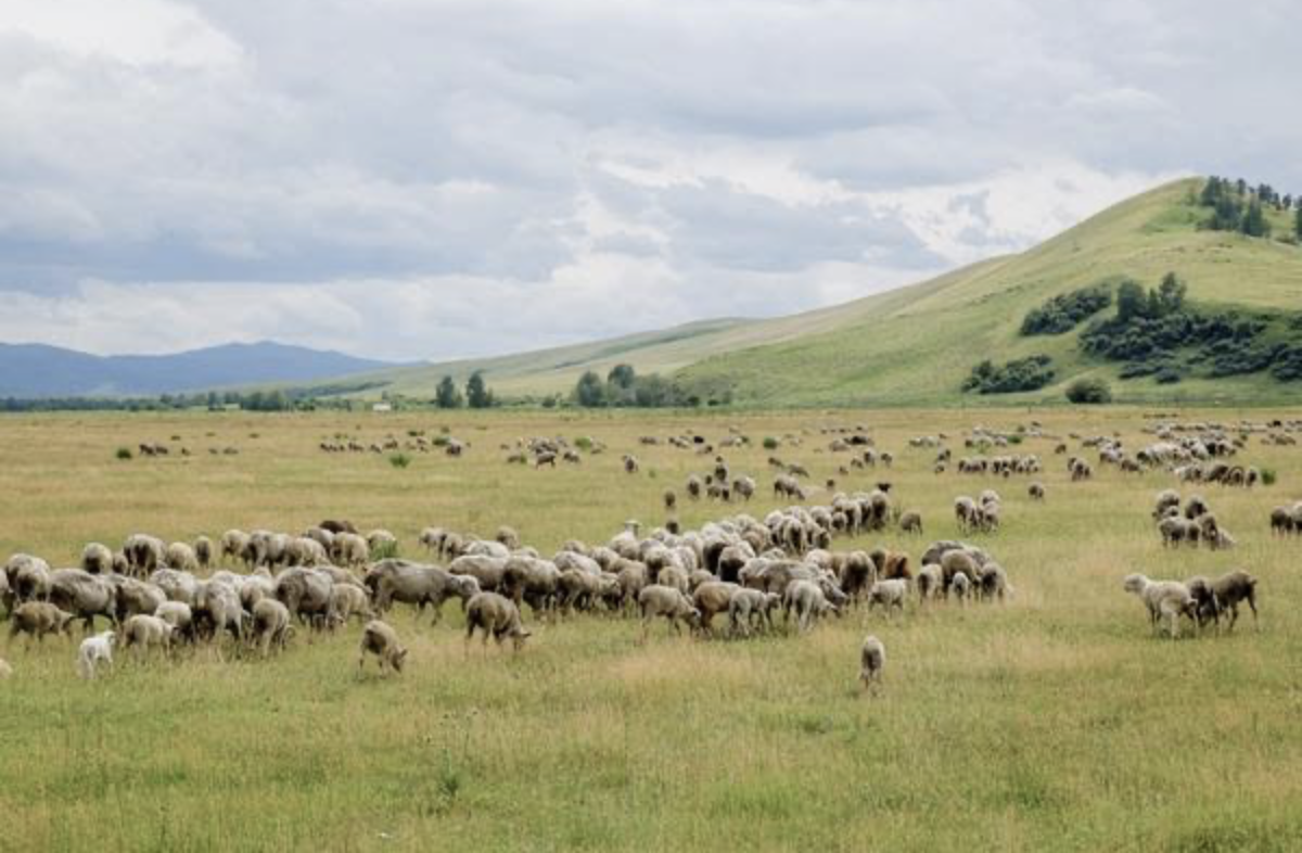 Пастбищный парадокс Казахстана