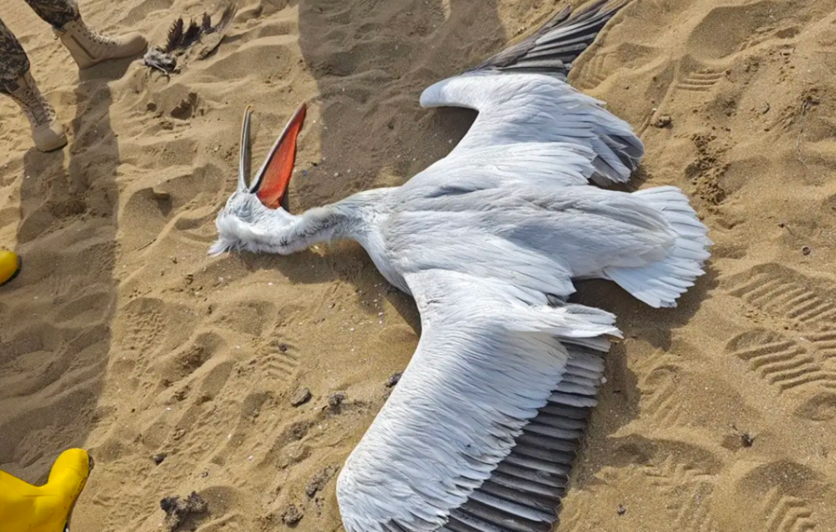 Мертвую краснокнижную птицу нашли на берегу Каспия в Мангистау