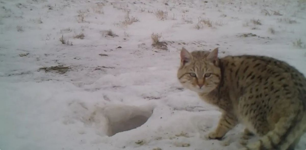 Степная кошка залезла в курятник в селе близ Атырау (ВИДЕО)