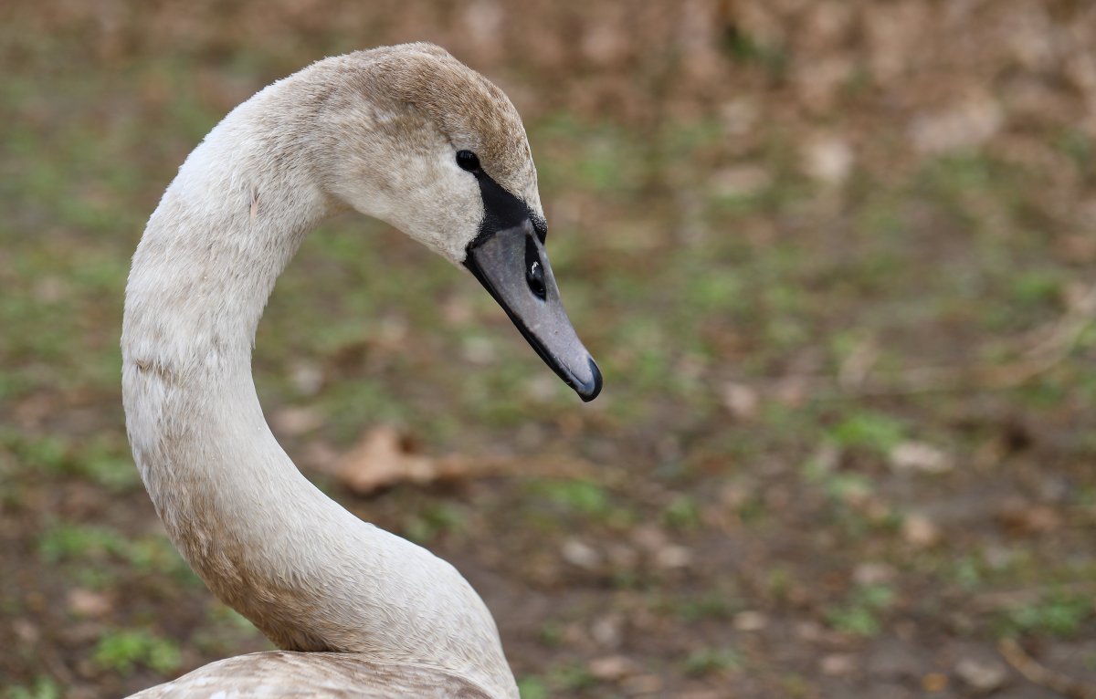 Движение поездов остановили из-за лебедя на путях