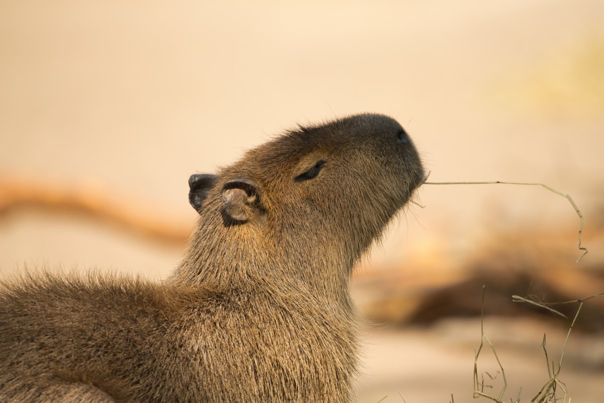 Капибара сбежала из зоопарка в Британии