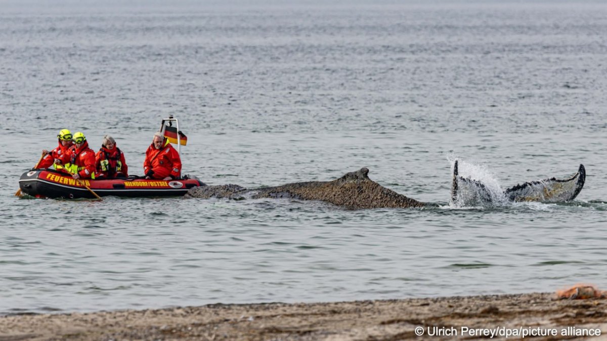 Горбатый кит застрял в Балтийском море: шансы на спасение тают