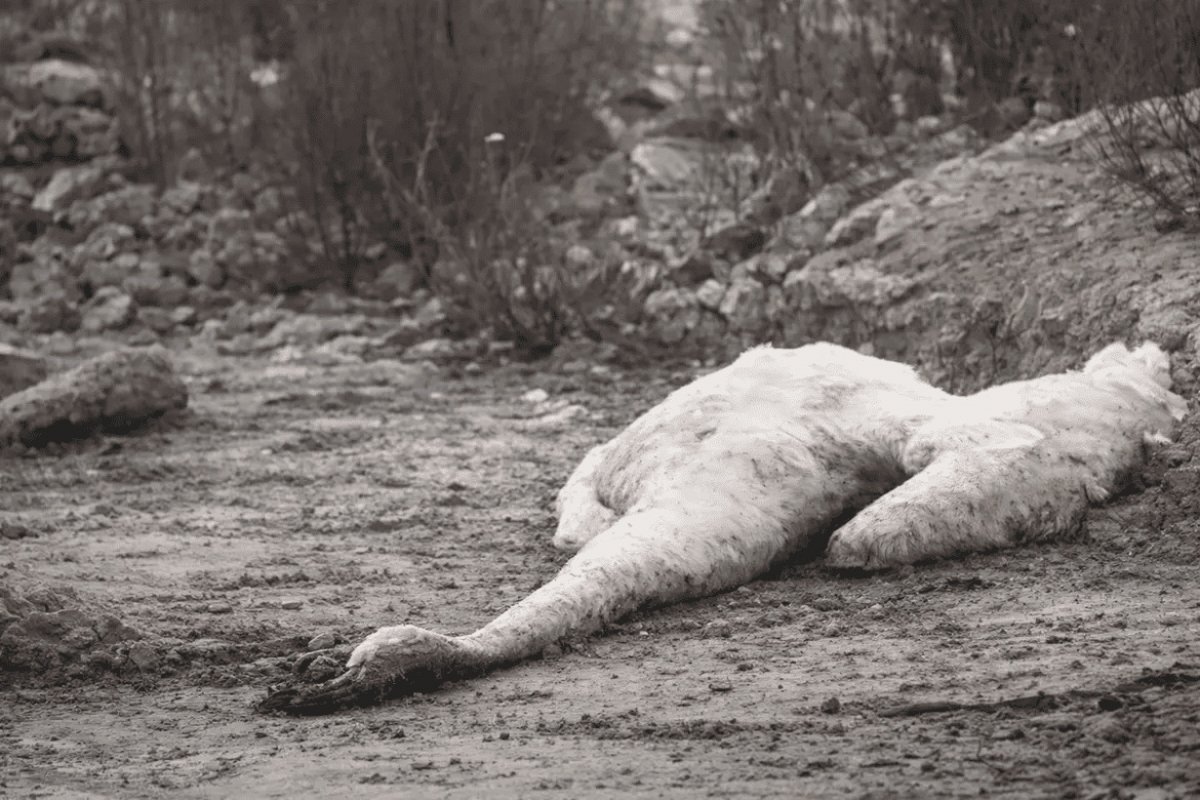 У берега Каспия под Актау нашли множество мертвых лебедей