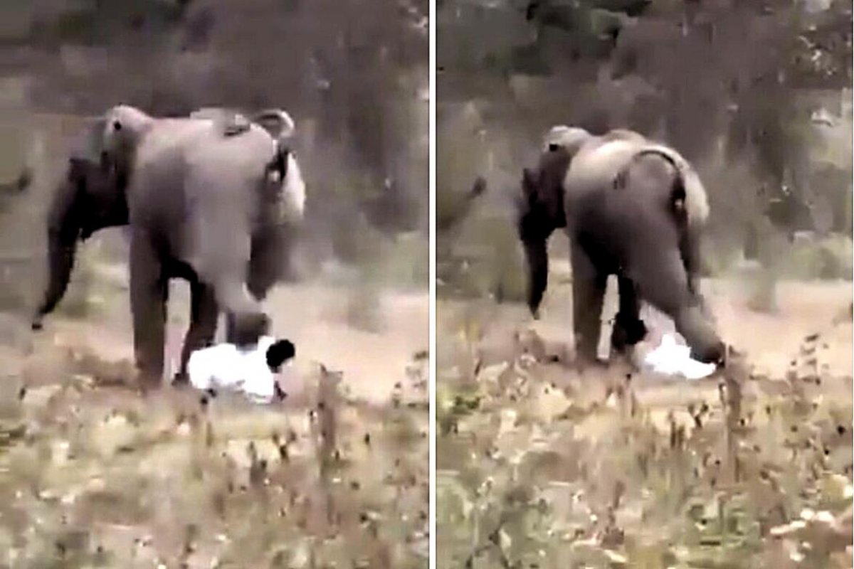 Слон растоптал мужчину, но тот поднялся и ушел