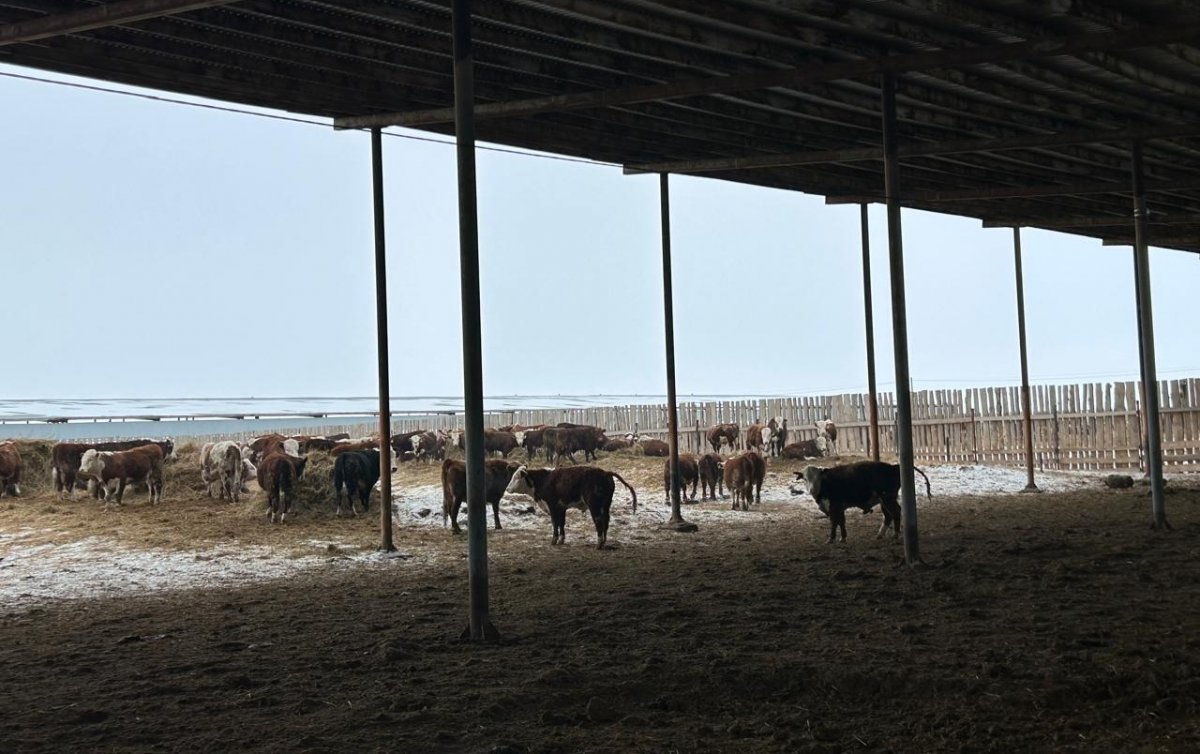 От откорма до экспорта