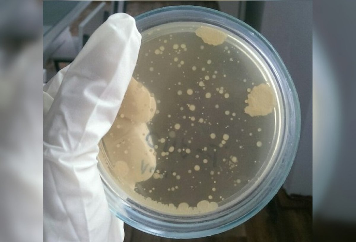 И свой, и "умный"