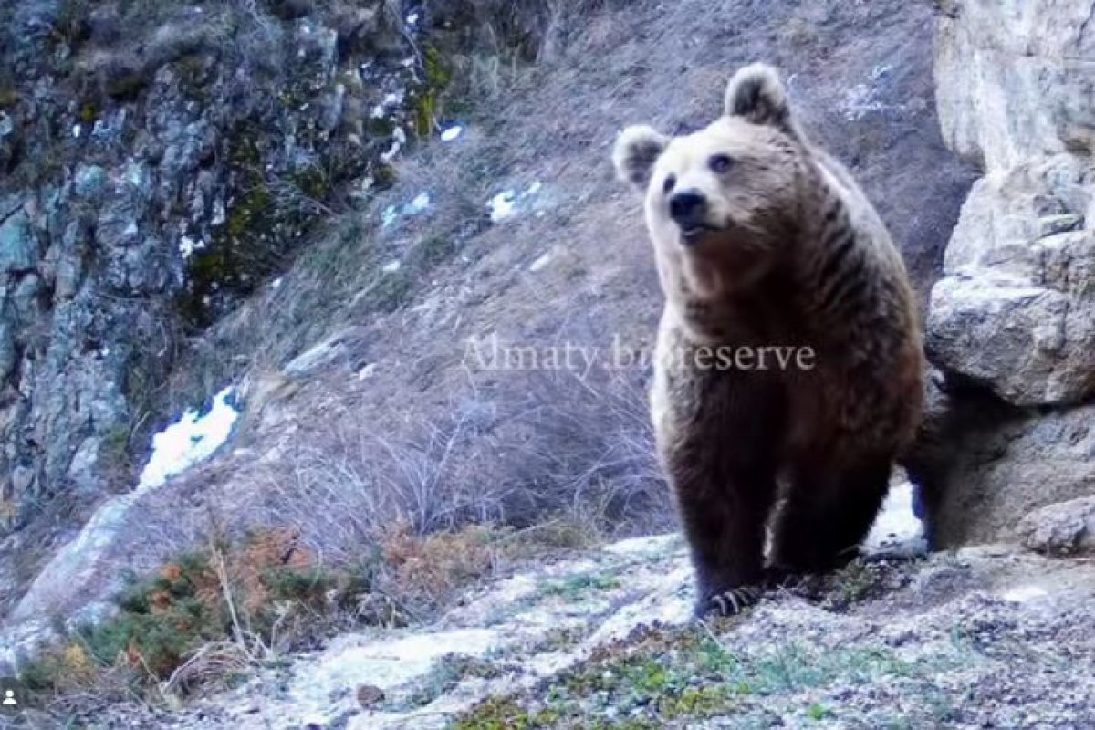 Медведей зафиксировали близ Алматы (ВИДЕО)