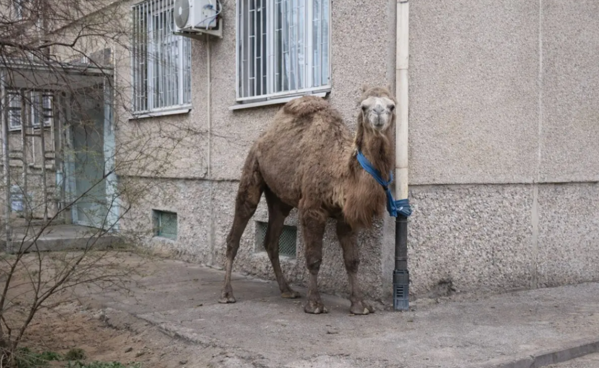 Верблюда привязали к газовой трубе у жилого дома в Актау (ВИДЕО)