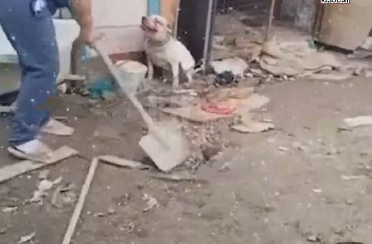 Женщина избила собаку лопатой в Атырау