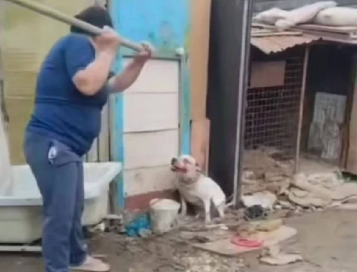 Волонтеры рассказали о состоянии собаки Герды, избитой лопатой в Атырау