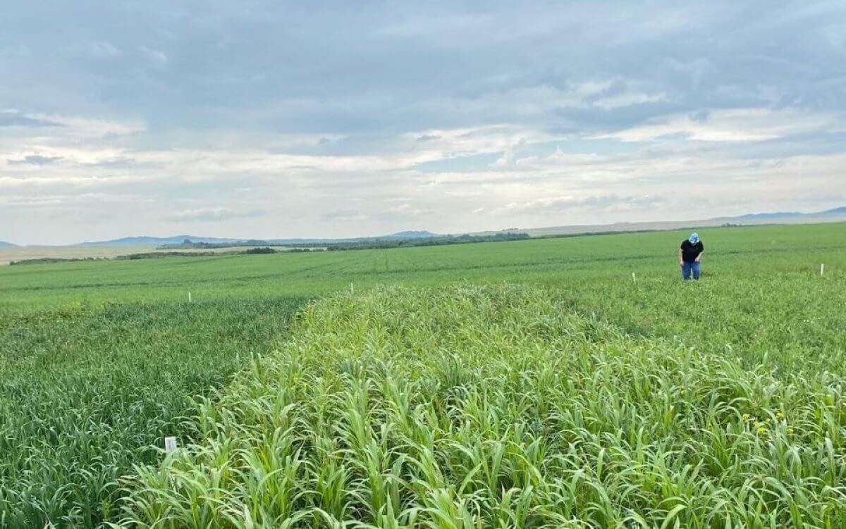 В поле выходит цифровой агроном