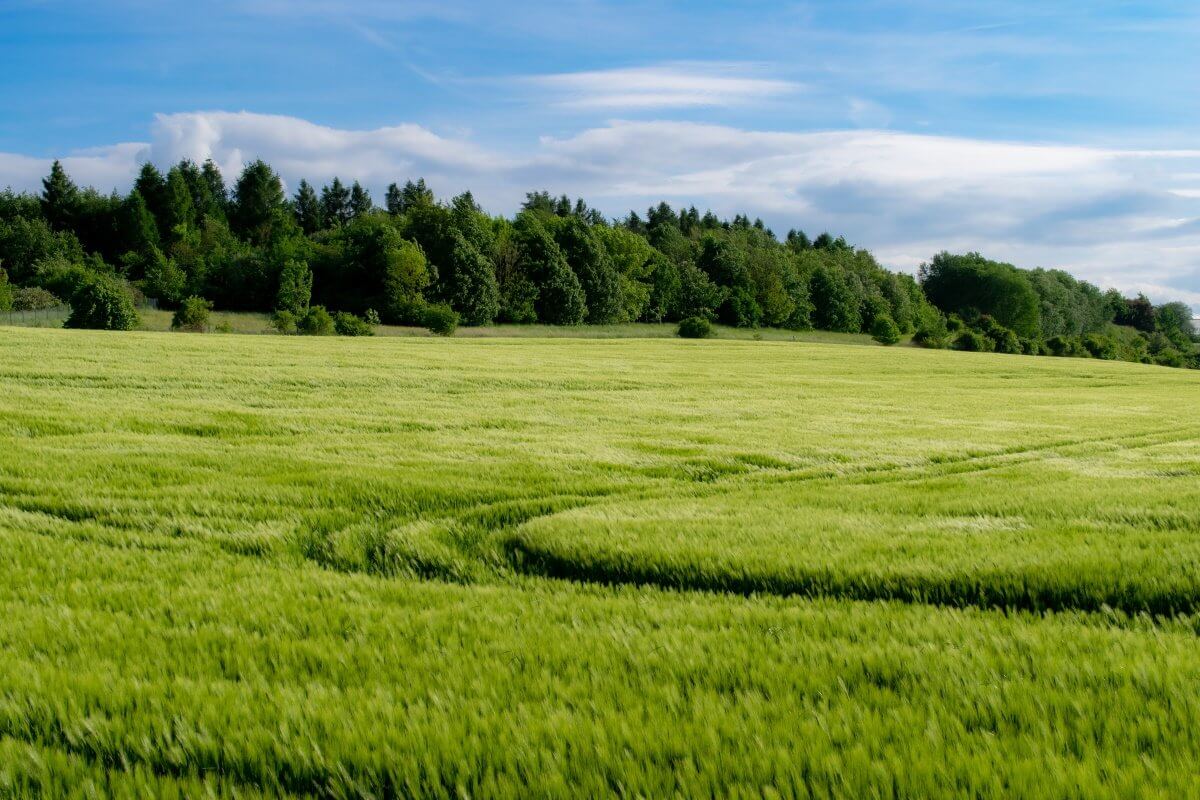 МСХ: Казахстан будет приоритетно выращивать культуры, приносящие большую прибыль