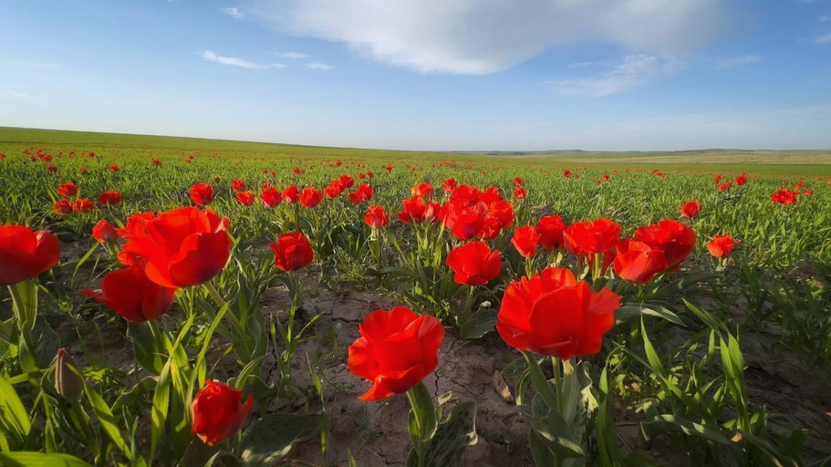 Редкие тюльпаны из Красной книги распустились на юге Казахстана