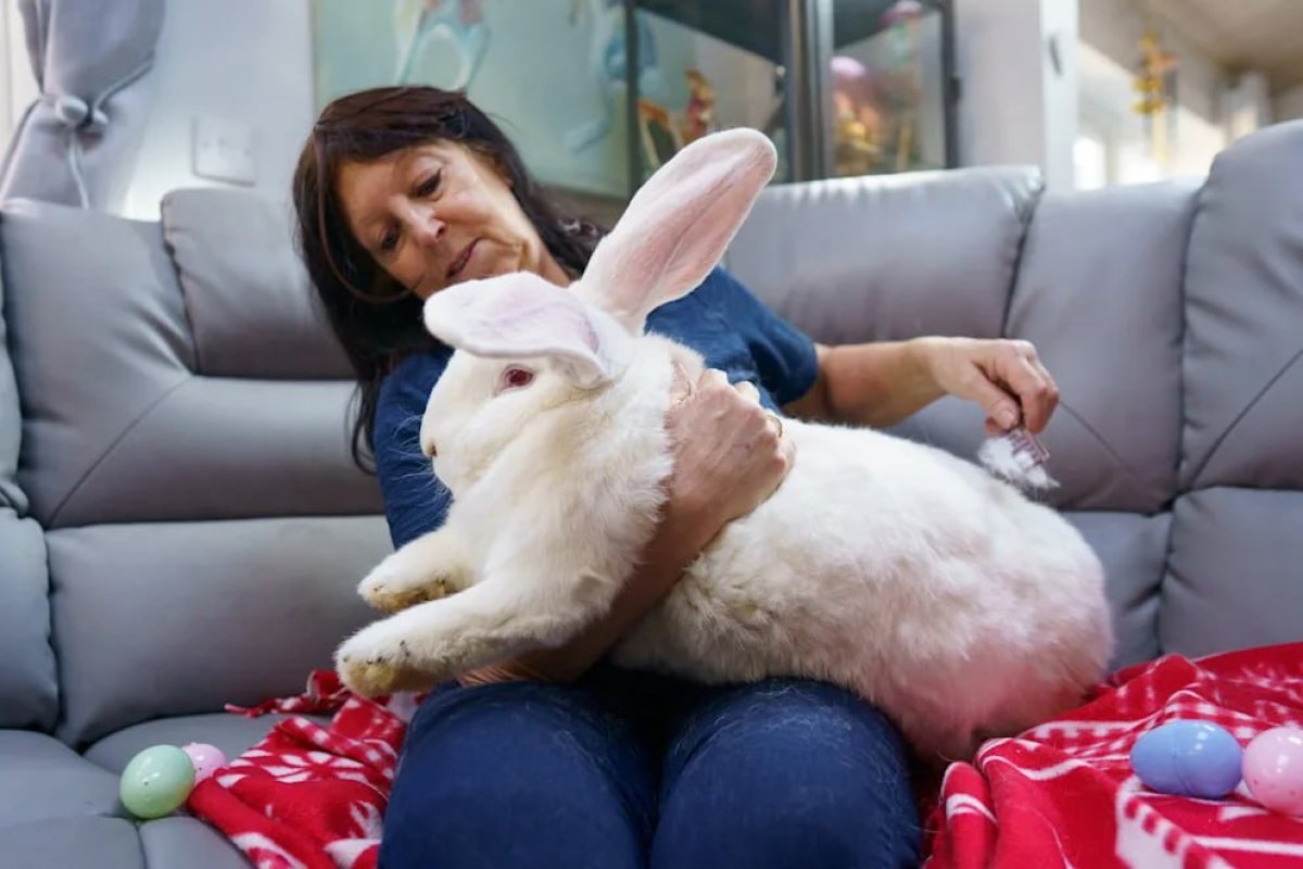 Гигантский кролик весом 9,5 кг живет в доме в Великобритании