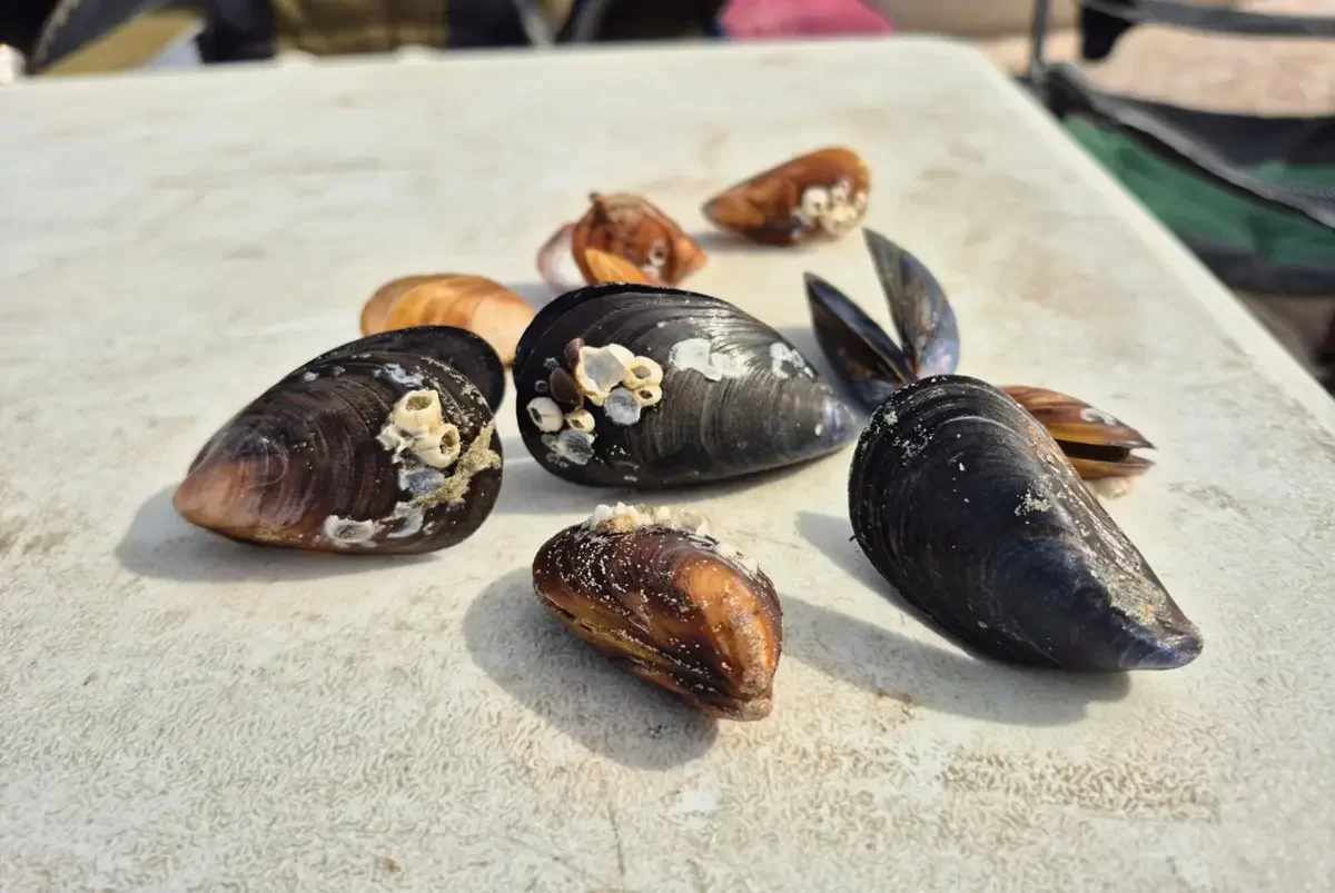 Жителей Актау удивило появление крупных мидий в Каспии: эксперты объяснили явление