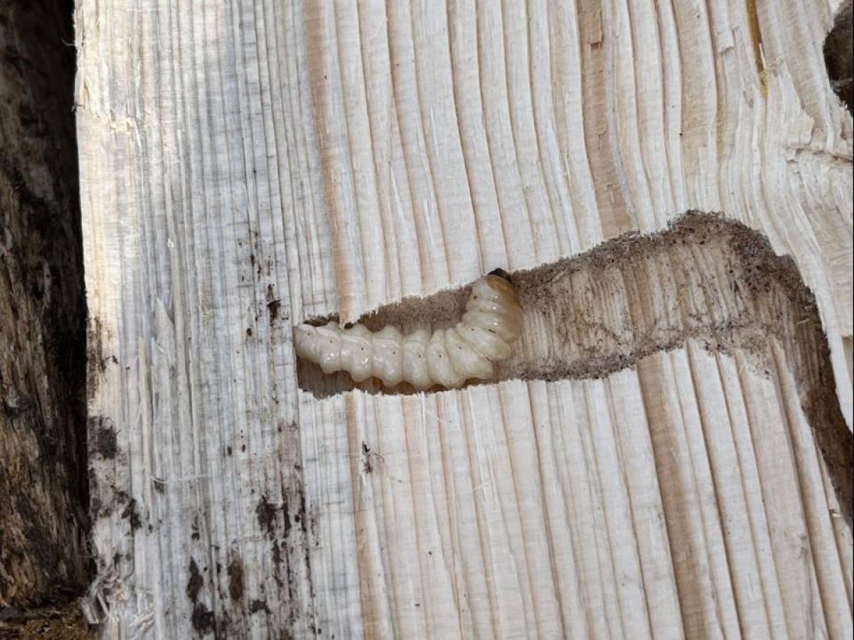 Личинки насекомого обнаружены в партии древесины в Акмолинской области