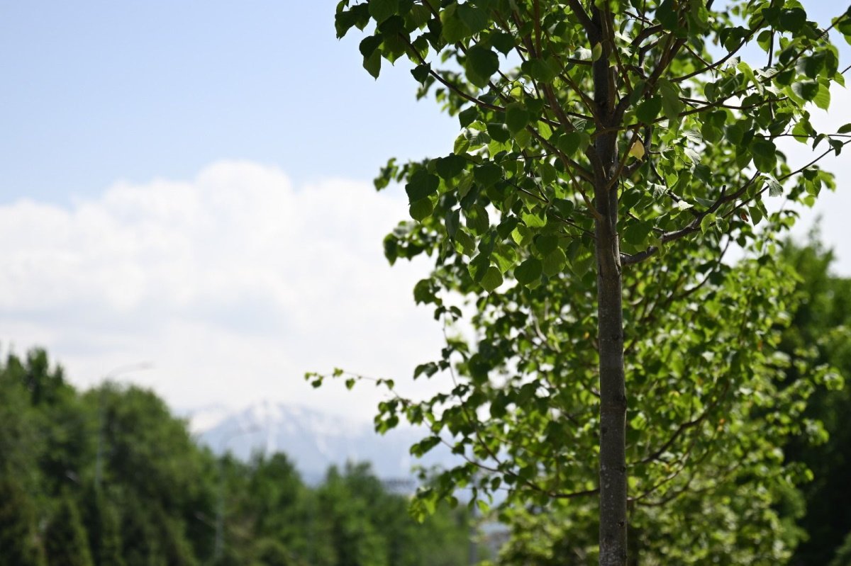 Биологическую обработку деревьев проведут в Алматы