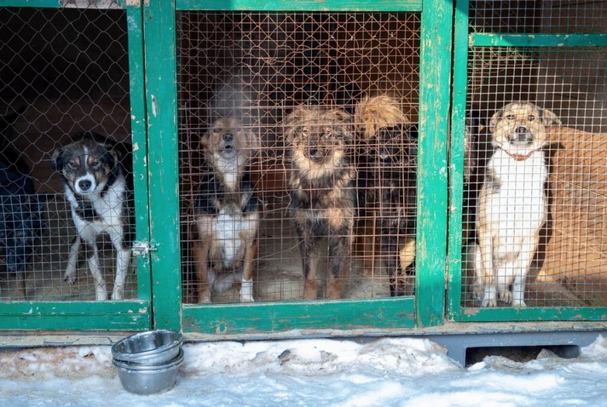 Общественникам дали право проверять условия содержания животных в приютах – Мажилис принял закон