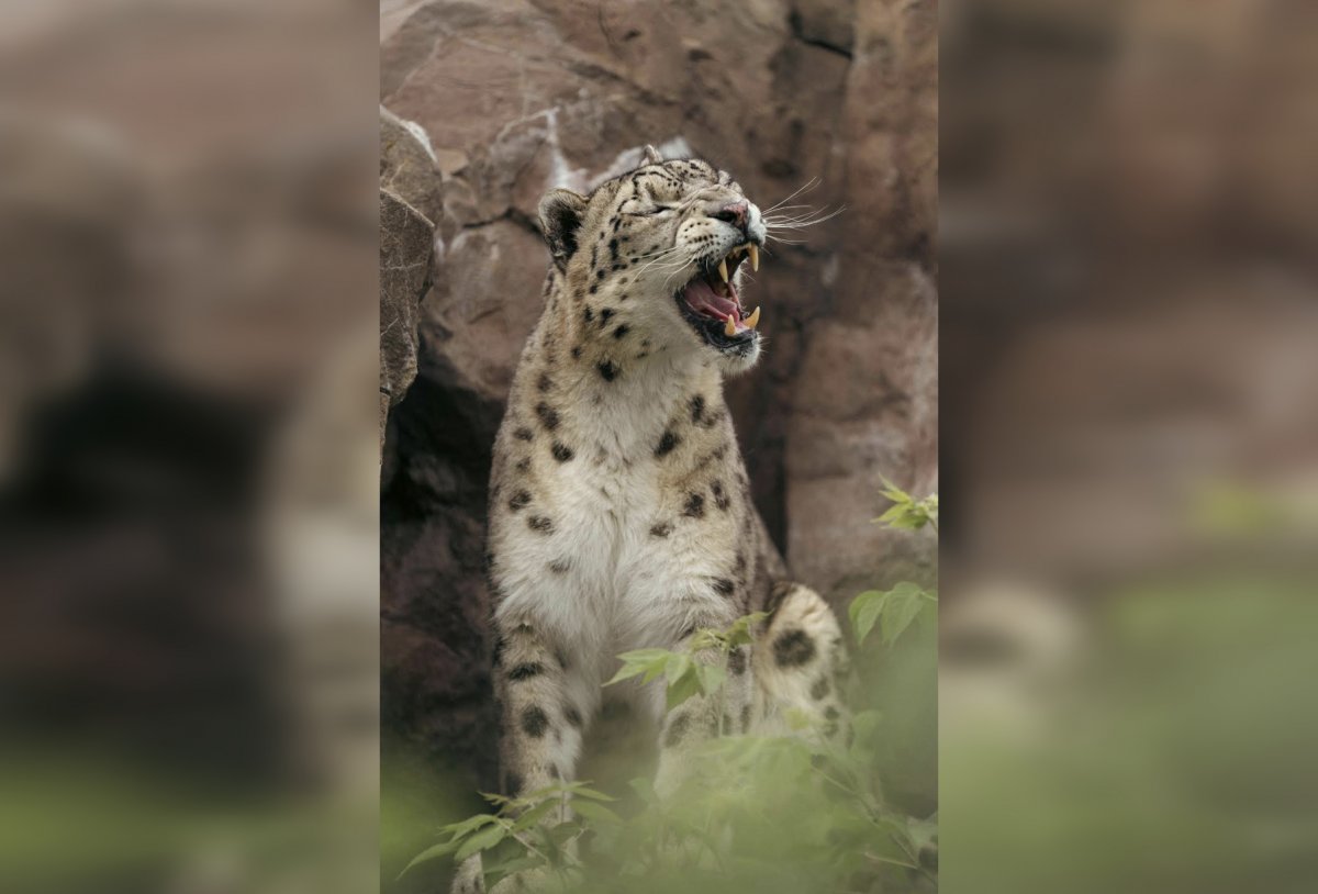 Век дикой славы