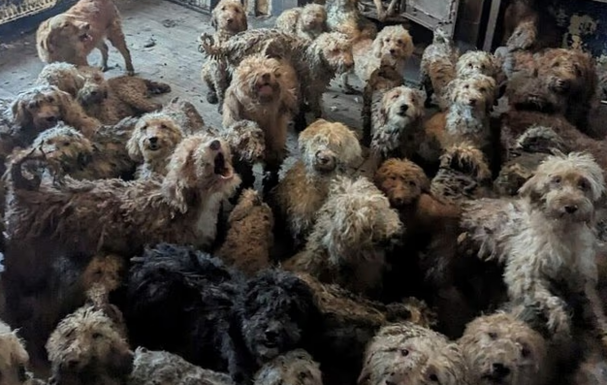 В Великобритании спасли 250 пуделей из шокирующих условий
