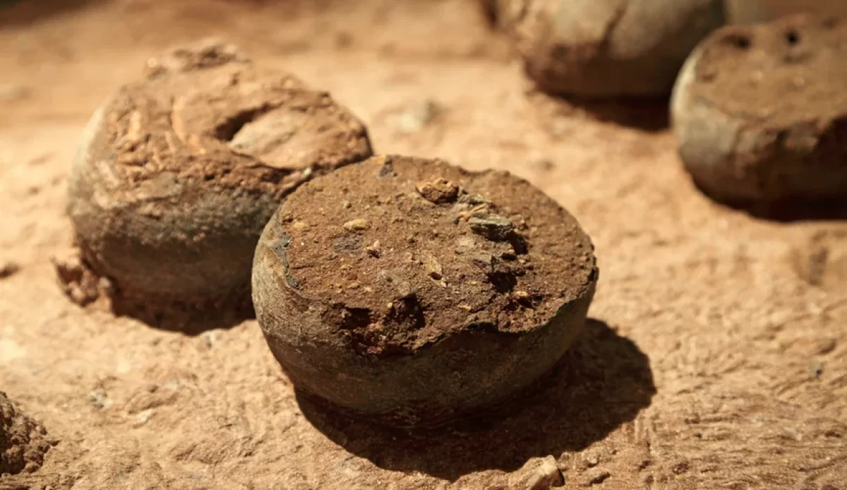 Ученые нашли яйцо возрастом 250 млн лет с эмбрионом внутри