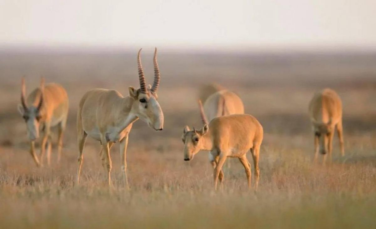 Специалисты раскрыли причины гибели сайгаков в ЗКО