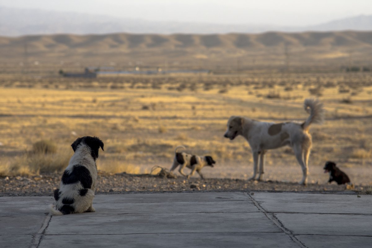 "Мы несем потери в мирное время" – эксперт поддержал поправки в закон об ответственном содержании животных