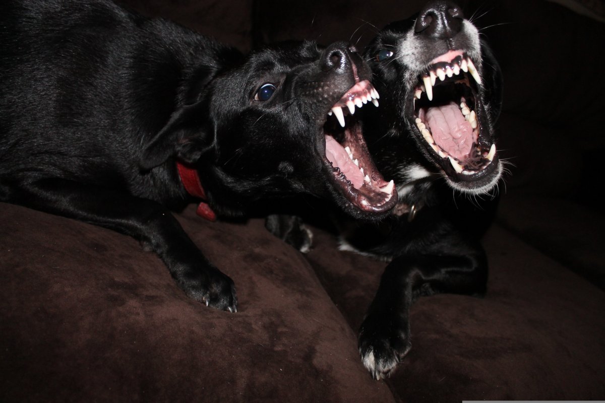 Бездомные собаки в Казахстане: между жалостью и реальной угрозой