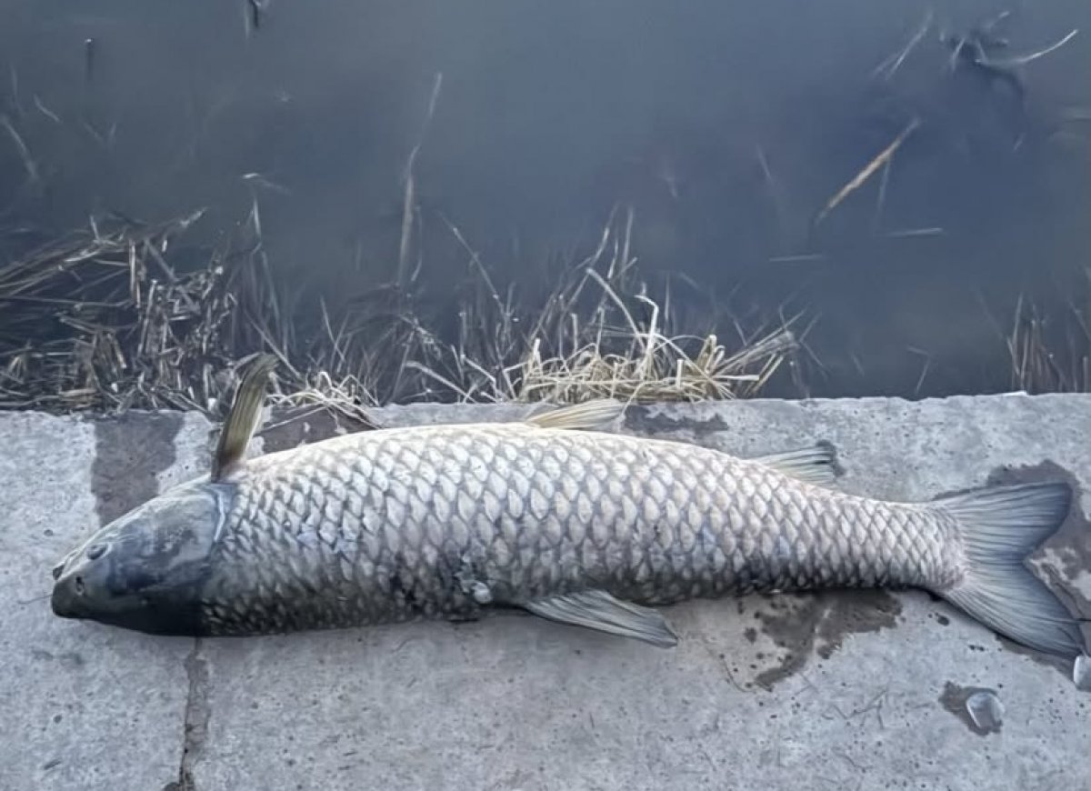 Мертвые рыбы напугали астанчан: Комитет рыбного хозяйства прокомментировал ситуацию