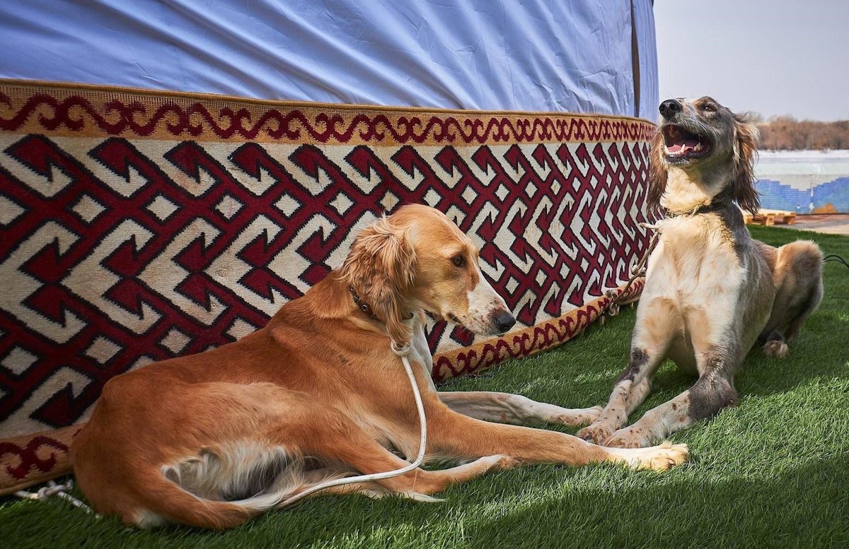 Казахский тазы собрал единомышленников в Узынагаше и Жаркенте