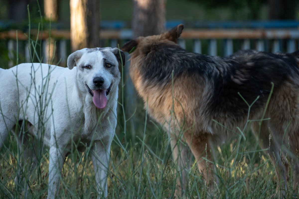 Стая бродячих собак напала на беременную женщину в Кокшетау