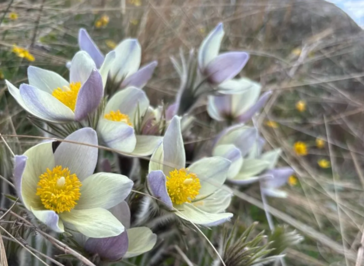 Ядовитые краснокнижные растения цветут в Бурабае