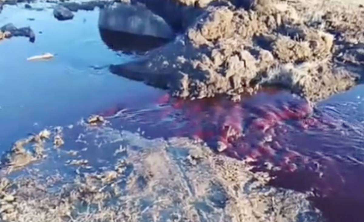 Колодец с кровью шокировал жителей Щучинска (ВИДЕО)