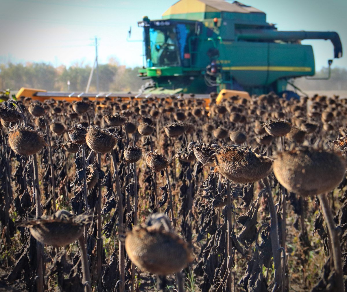 Не одной пшеницей