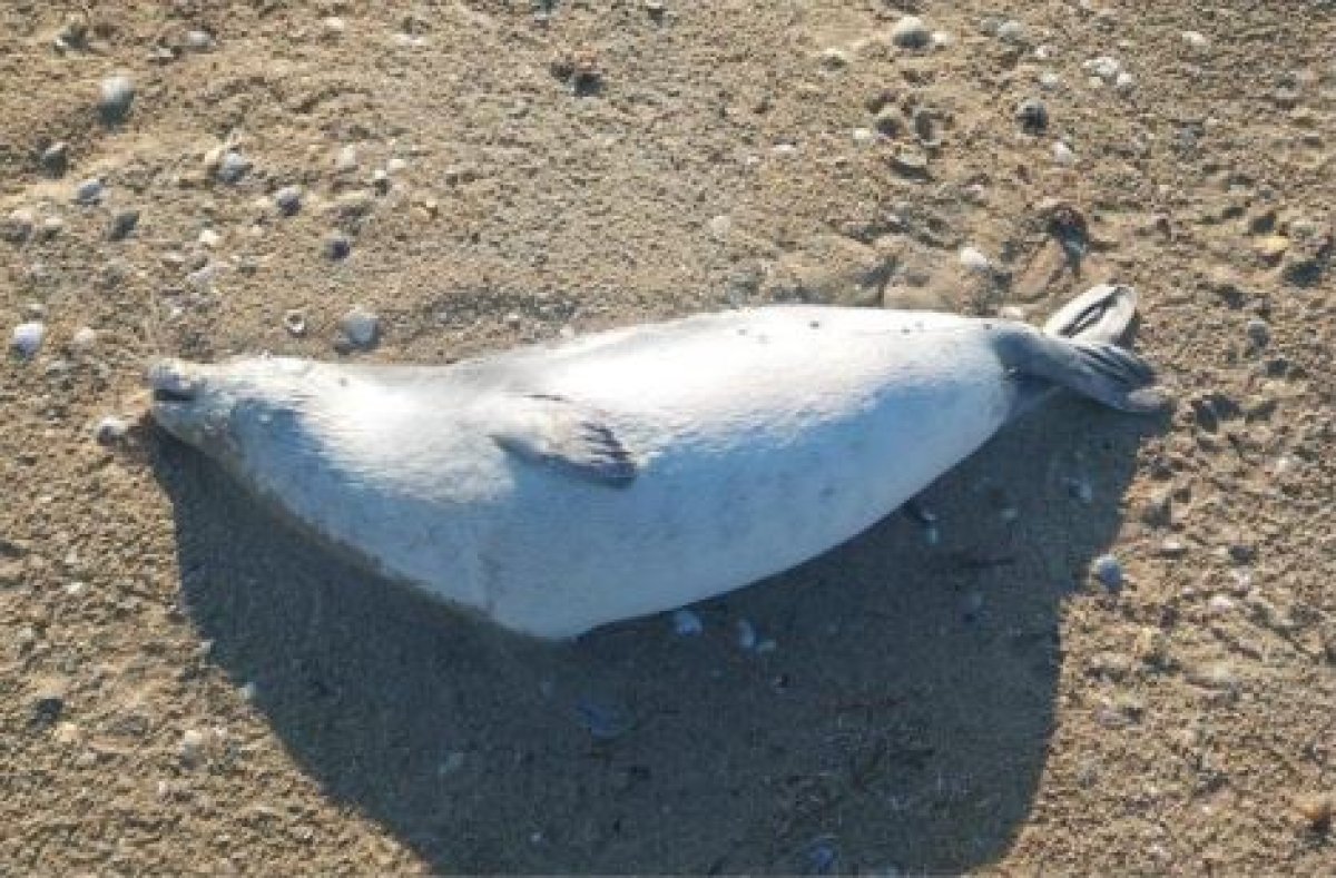 На побережье Каспия выбросило более 190 мертвых тюленей