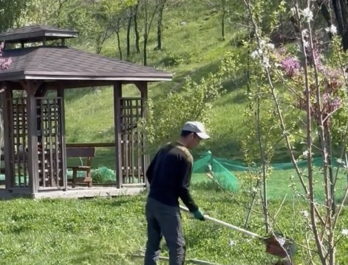 "Зверски выломали": уничтожение деревьев рабочими засняли в Алматы (ВИДЕО)